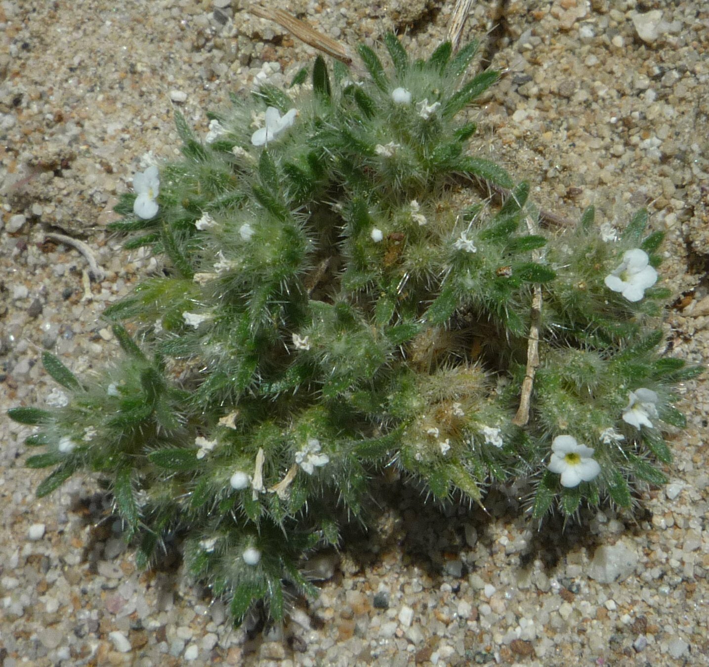 High Resolution Cryptantha circumscissa Flower